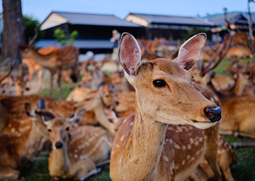 中国游客不来,“高市老家在哭泣”