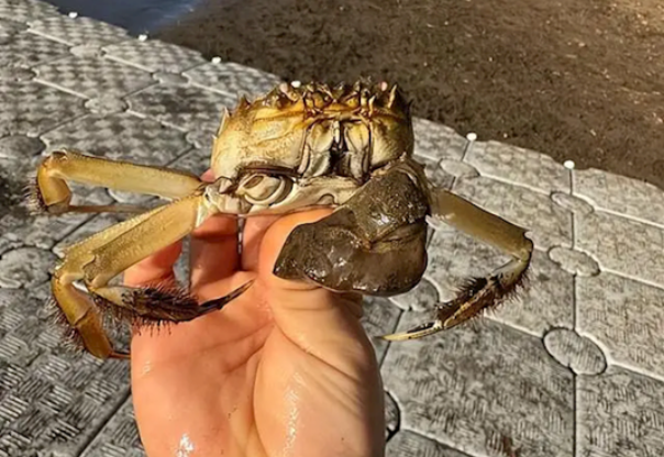 一只大闸蟹 引发美国一州恐慌