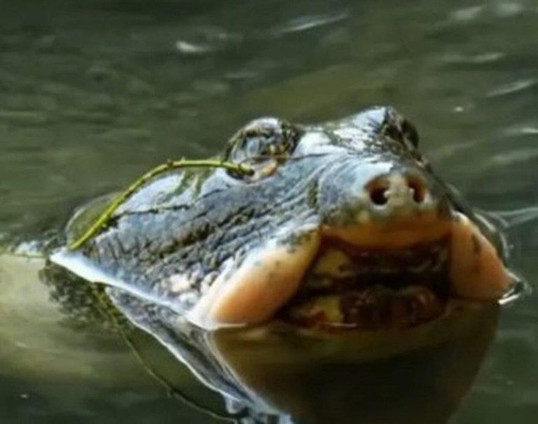 中国仅1只 全球2只 “世上最孤独动物”冬眠醒了