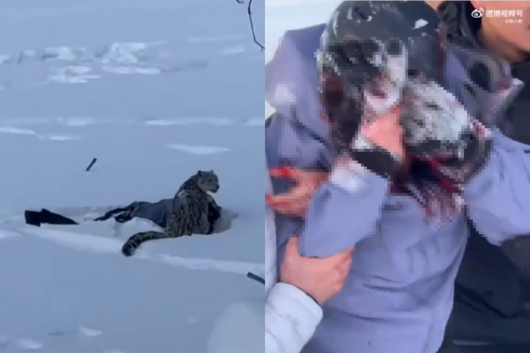 罕见 中国女游客遭雪豹扑咬 画面相当骇人