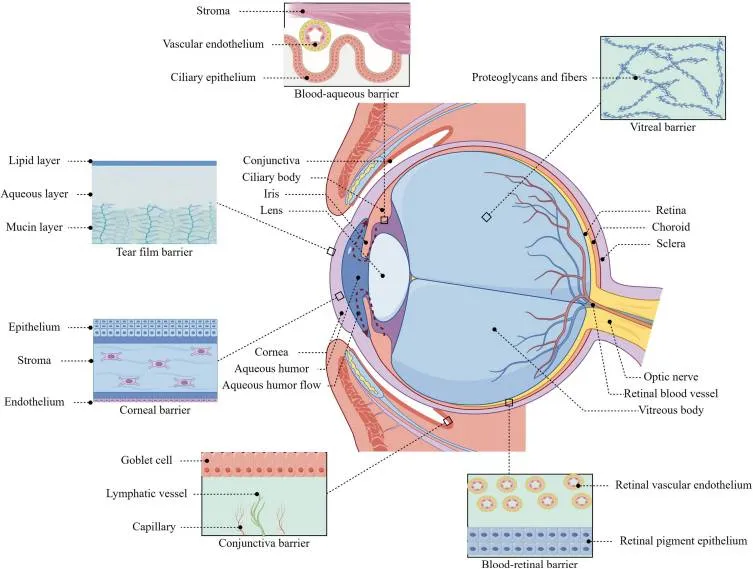 中国团队用猪精液做眼药水 一滴逆转眼癌